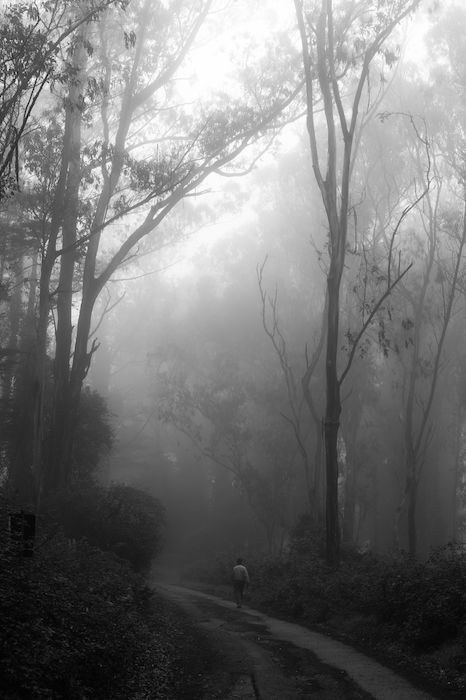 A foggy forest path with a sole person