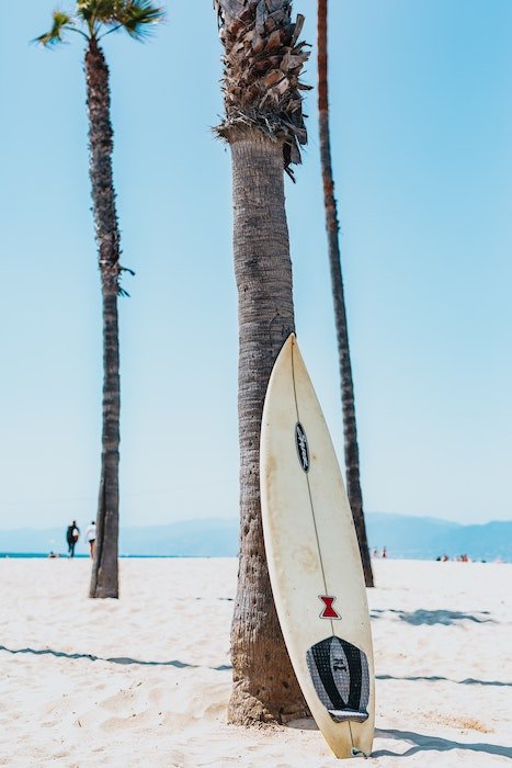 A surfboard stands against a palm tree as an example for surf photography