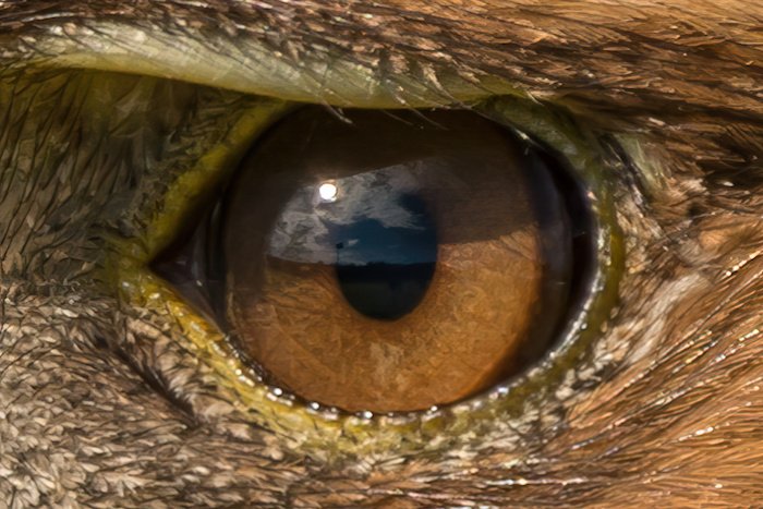 imagem de olho de águia