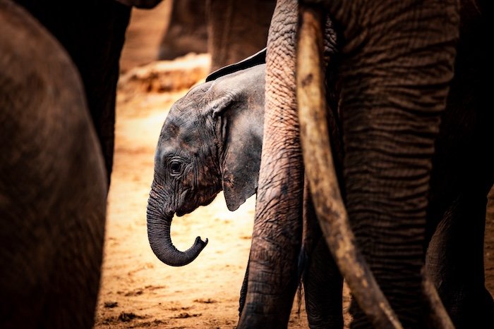 Stock photo of a baby elephant close up between other elephants