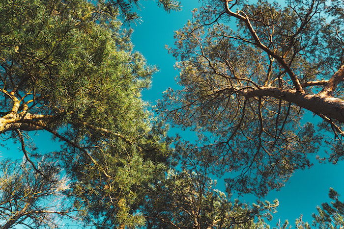 Uma foto de um dossel de floresta tirada de baixo, como um exemplo de visão de olho de minhoca