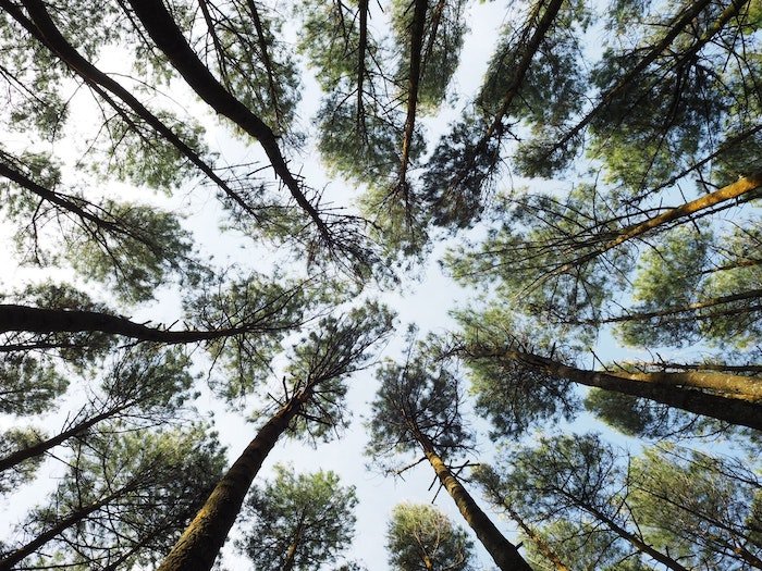 Um padrão de copas de árvores e folhas fotografadas de baixo, como um exemplo de uma visão panorâmica da fotografia