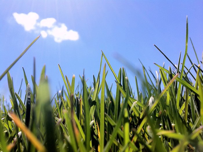 A worm's eye view of grass against a blue sky