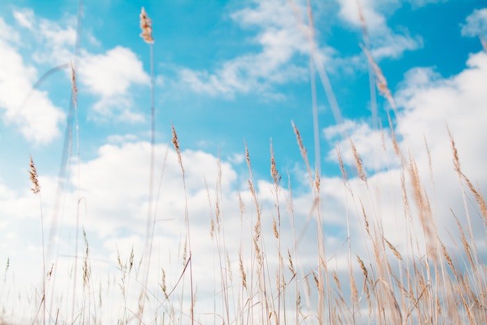 Visão de Worm de uma planta de pradaria contra um céu azul