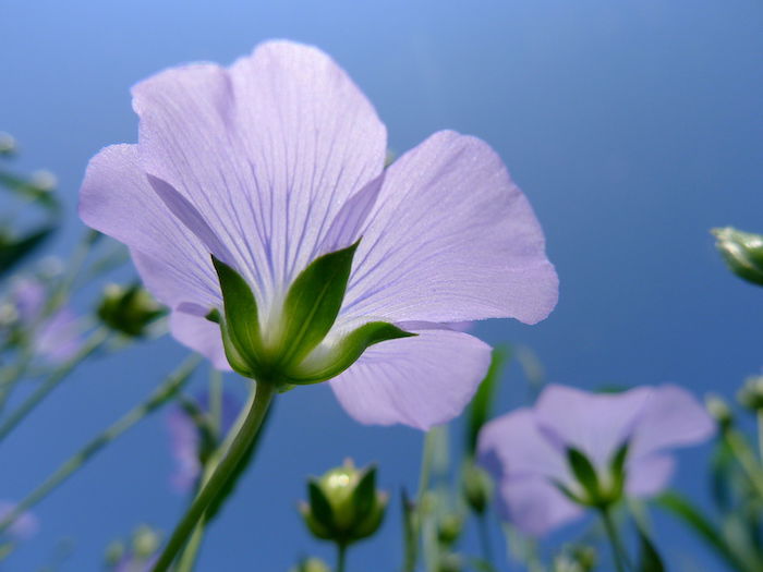 Uma foto macro de uma flor roxa tirada de baixo, como um exemplo de fotografia de visão do olho de um verme