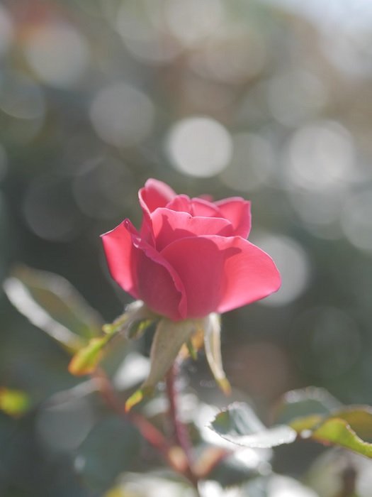 近距离拍摄的玫瑰与散景背景