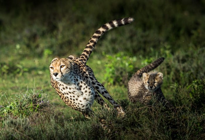 a cheetah running running through the jungle
