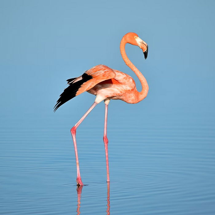 Flamingo vadeando na água azul, como destaque principal da foto