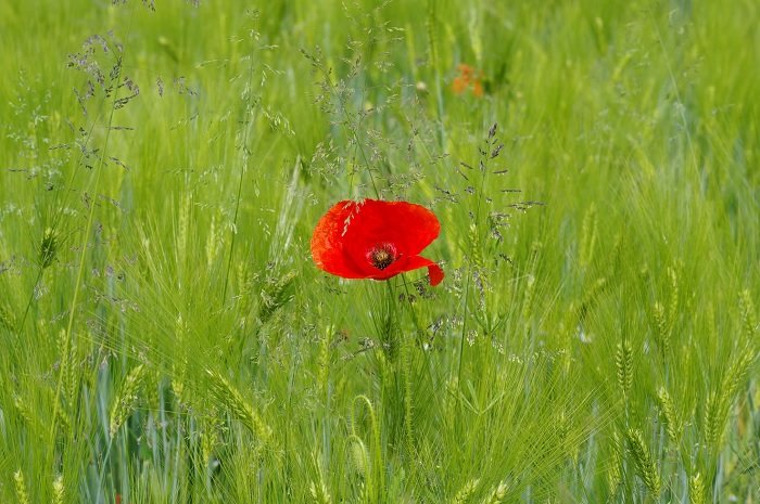 Lone red poppy emphasized in a field of long green grass