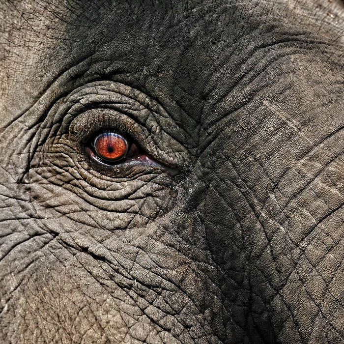 Close do olho de um elefante como exemplo de ênfase na fotografia