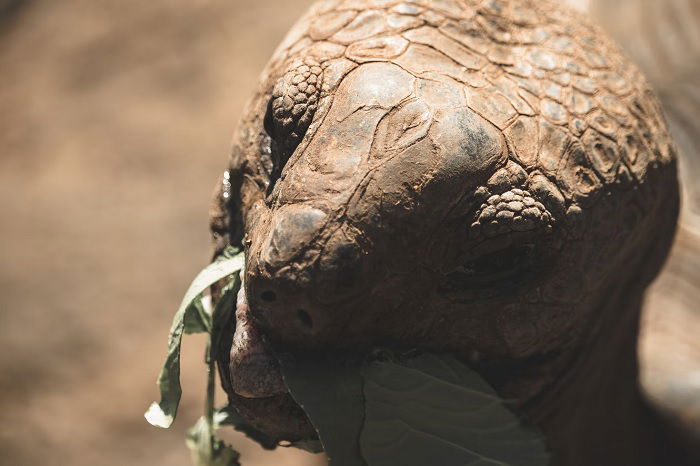 closeup of a tortoise eating leaves