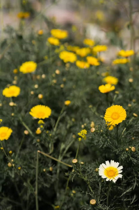 Uma margarida branca em um campo de margaridas amarelas como ideia de ênfase na fotografia