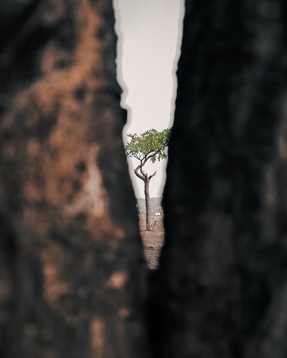 Árvore vista através da abertura entre os troncos