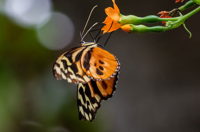 orange butterfly with noise reduced in photoshop