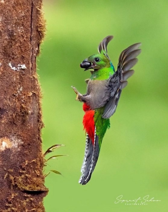Bird with a nut or fruit landing on a tree, exemplifying bird photography
