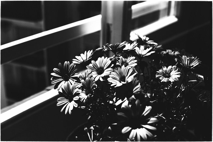 Black and white film photo of flowers next to an open window