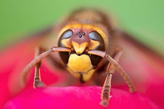Macro photo of a wasp's head
