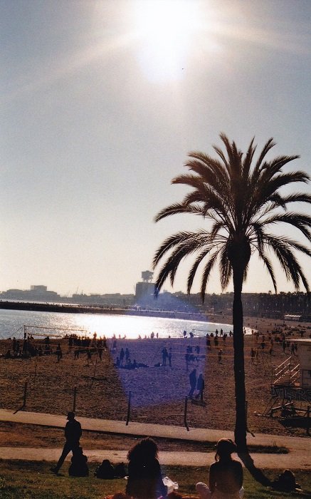旅行摄影的例子下沉的太阳和巴塞罗那海滩的棕榈树