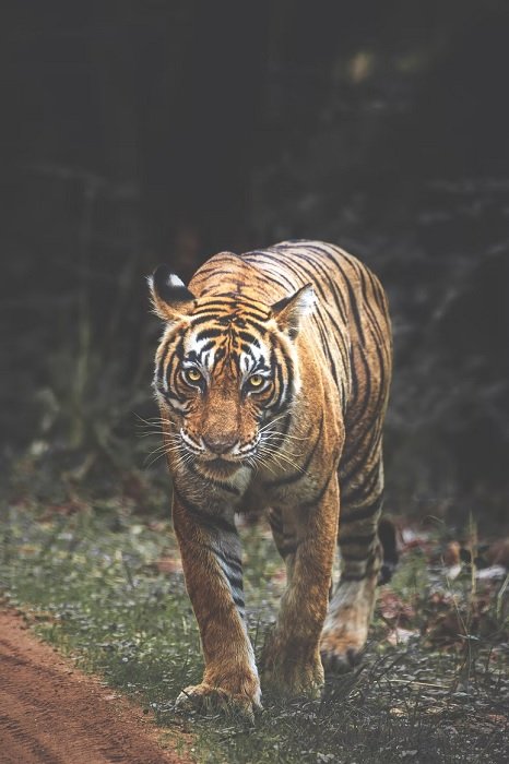 Wildlife shot of a tiger taking a stroll in the jungle
