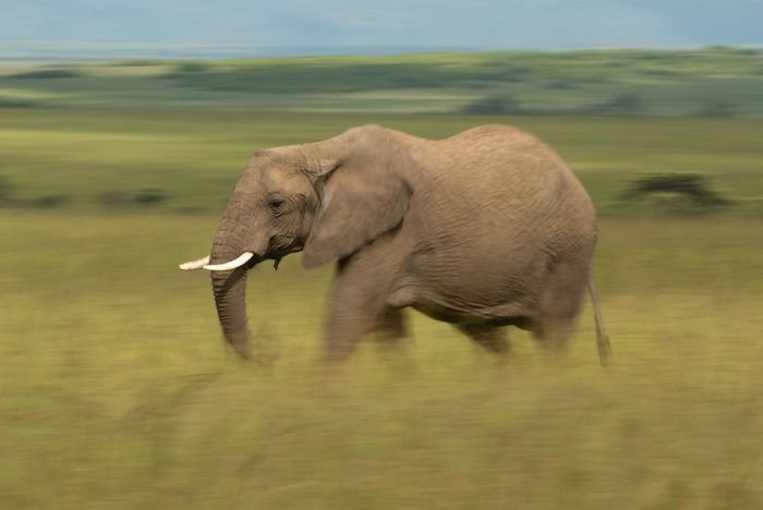Elephant with a blurry background shot in full manual mode