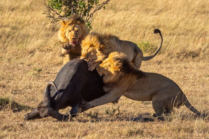 Action shot taken in manual mode of lions attacking a wildebeest