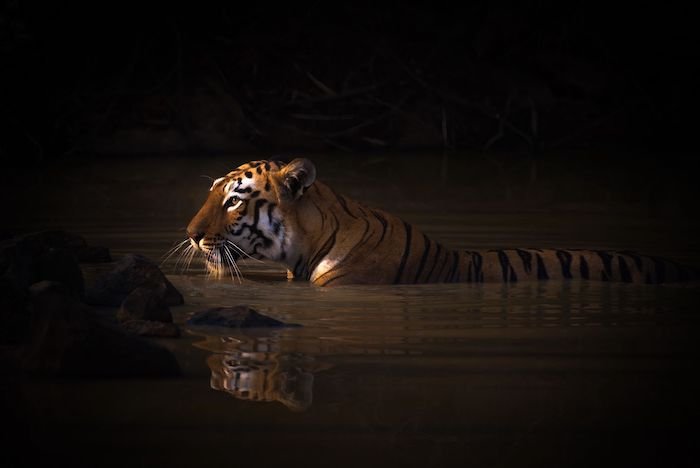 Tiger in water shot in manual mode