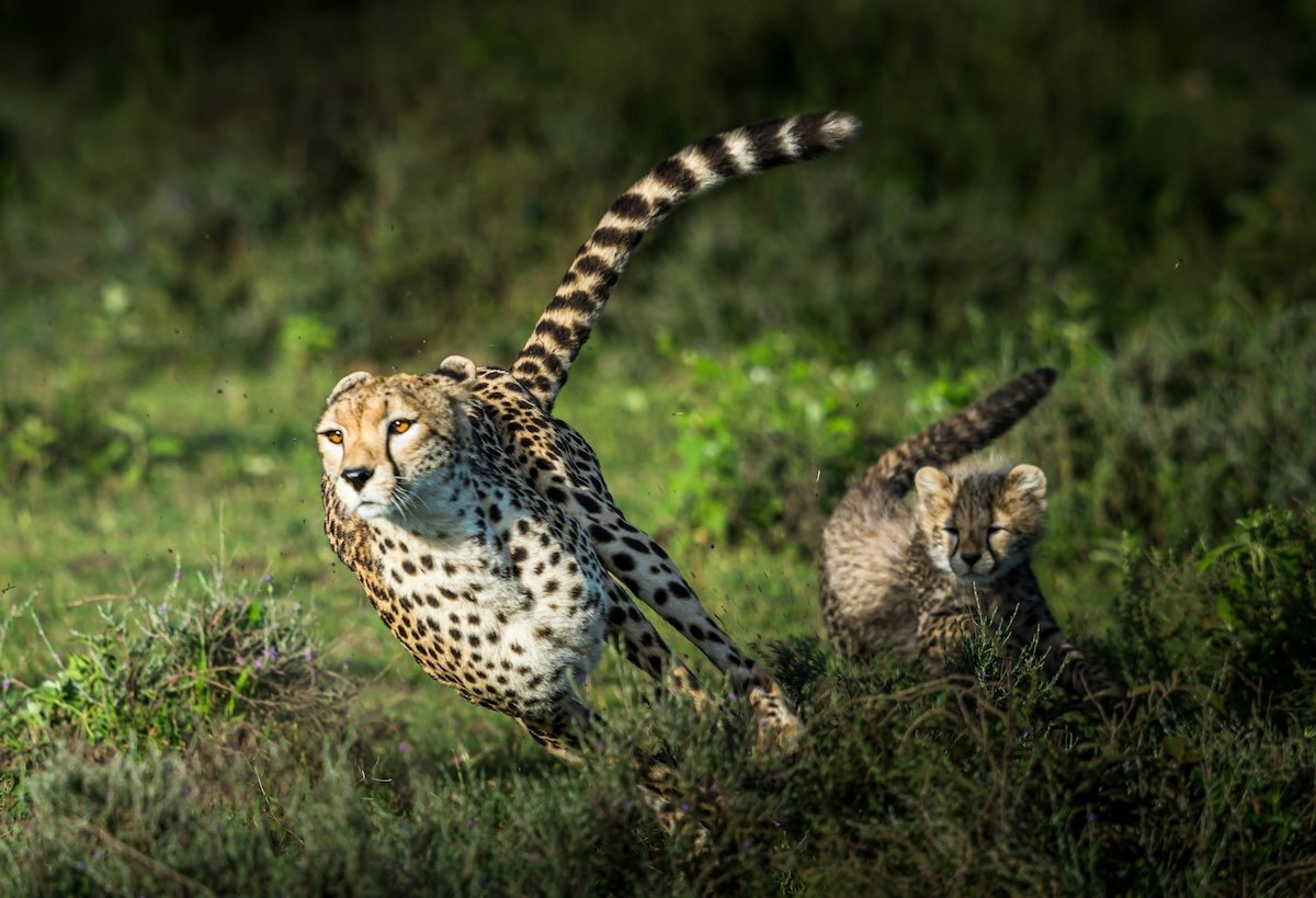 A cheetah running at highspeed taken with an f/8 aperture and high shutter speed
