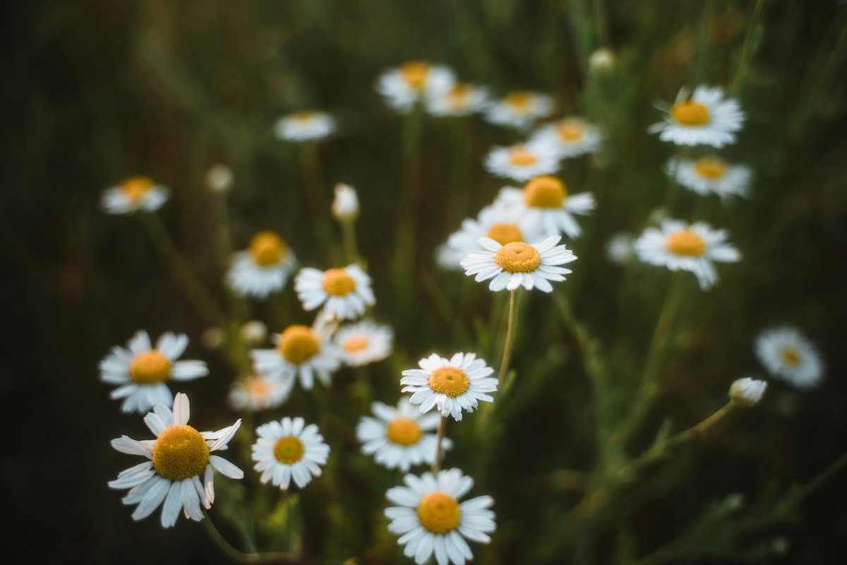 Daisies in focus and out of focus shot with a wide aperture of f/2.8 for a narrow depth of field