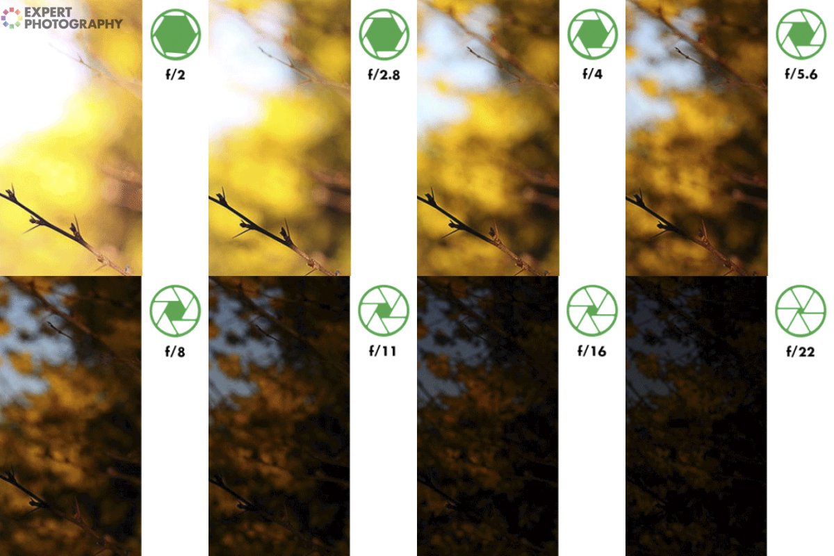 Aperture comparisons showing different focus and exposure