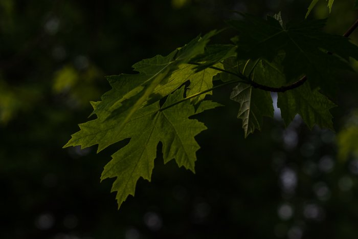 dark leaf photo with polarizing filter blocking light transmission