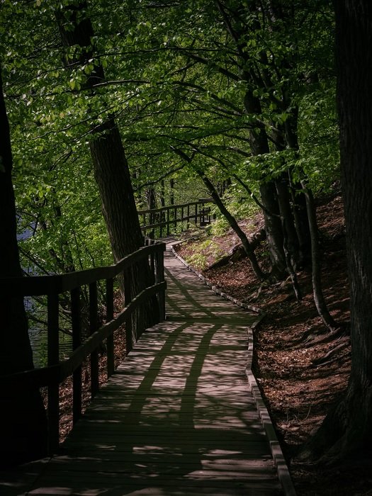 wooden path leading through a forest