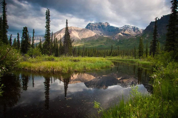 River running through mountain pine forest