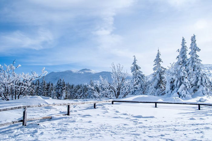 雪景，白雪覆盖的松树