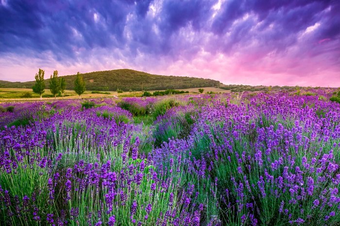 Lavender field under a purple sky