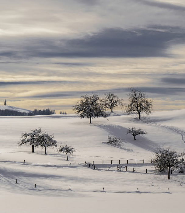 Snow covered hill dotted with a few bare trees