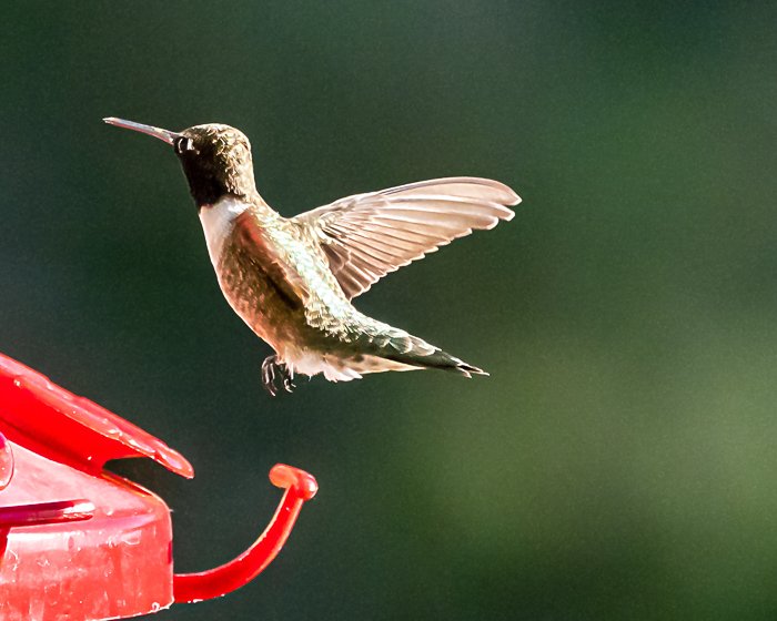 Photoshop Superzoom hummingbird enlargement