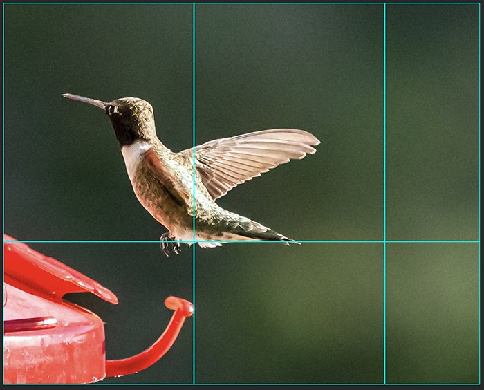 ON1 Resize AI screenshot of tile option on a hummingbird image