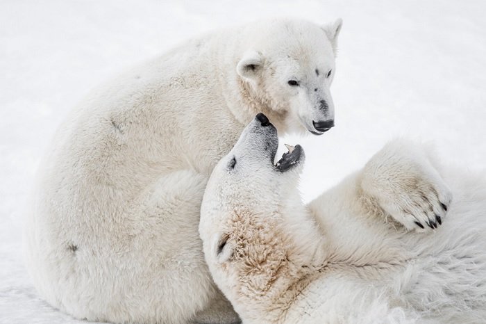 Two young polar bears interacting with each other
