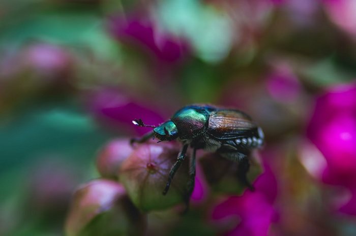 Close up macro shot of beetle on a flower bud