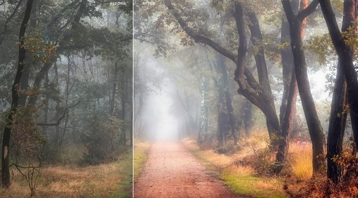 Before/after image of path through a forest