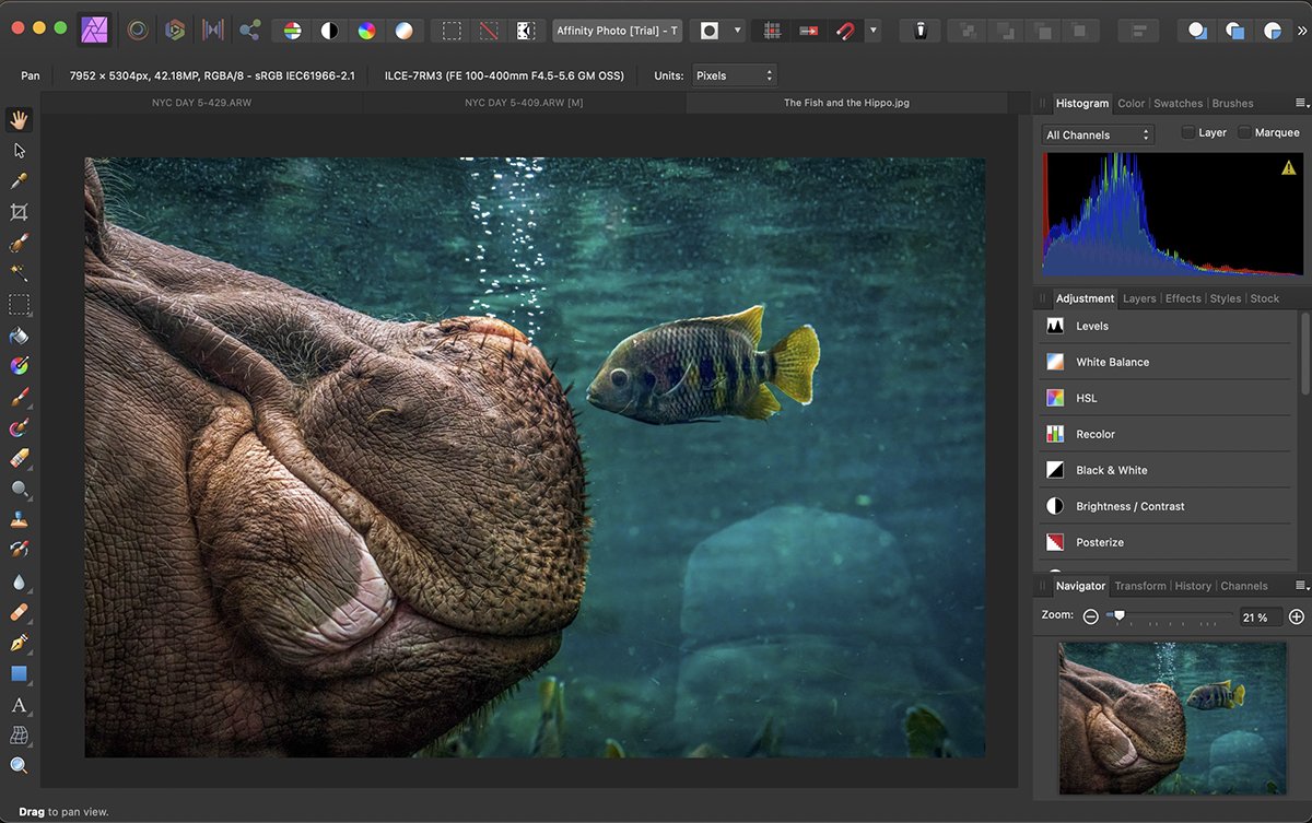 Hippo and fish screenshot Affinity Photo workspace