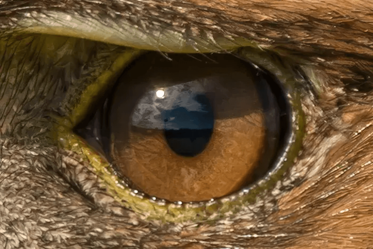 Picture of eagle's eye