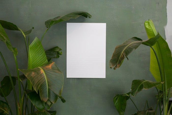 blank print on wall surrounded by plants