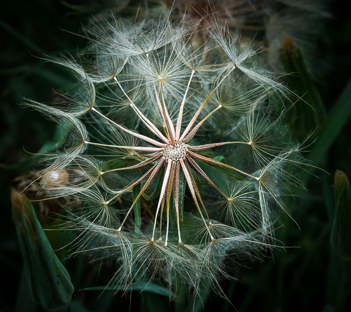 Macro shot of white dandelion seeds taken with a Sony 100-400 mm lens.