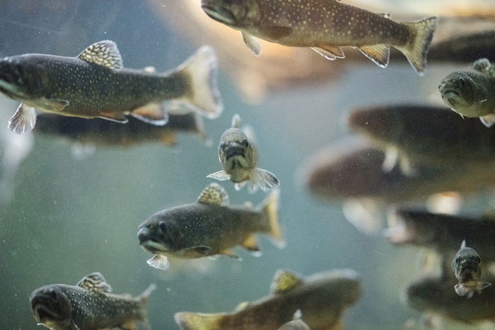 Underwater photo of trout in a river