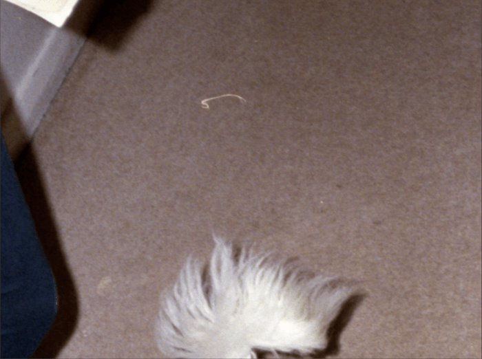 a zoomed in image of a negative showing dust