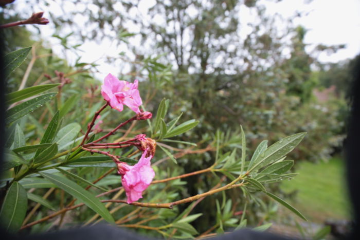 Uma imagem de algumas plantas com vinhetas causadas por uma cobertura de lente incorreta