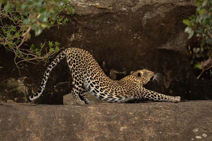 Picture of a leopard stretching