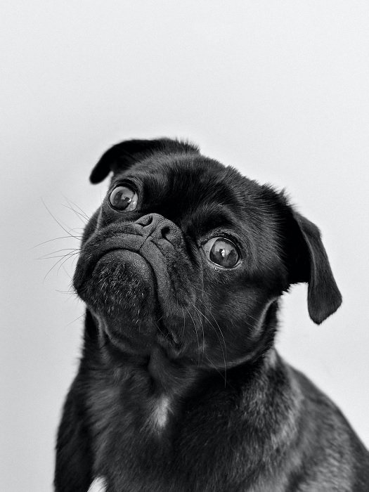 Dog portrait of a black pug in front of a white backdrop