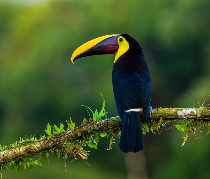 Toucan on a branch in the jungle
